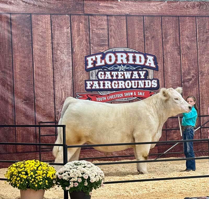 Tan Cow at the Florida Gateway Fair